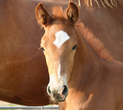 Clark Kent (Vaillant x Goodtimes x Le Mexico x Amor)