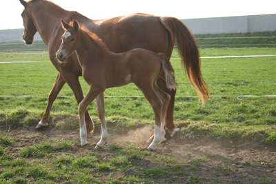 Clark Kent (Vaillant x Goodtimes x Le Mexico x Amor)