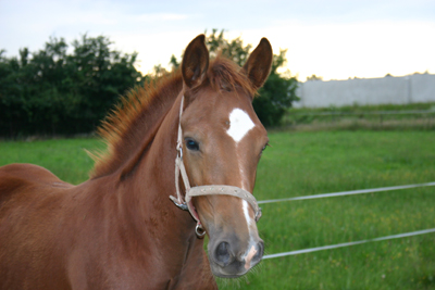 Clark Kent (Vaillant x Goodtimes x Le Mexico x Amor)